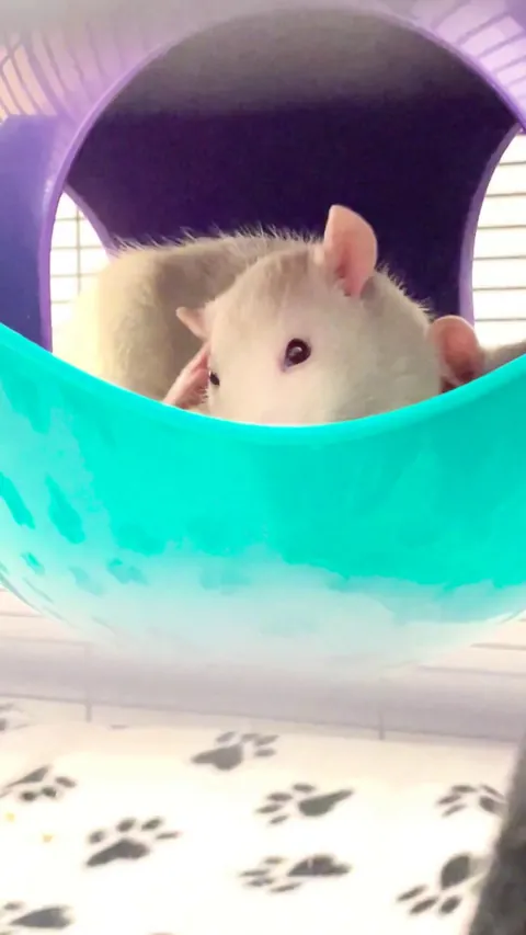 Why is she digging in her ear with her foot and licking it😭😭