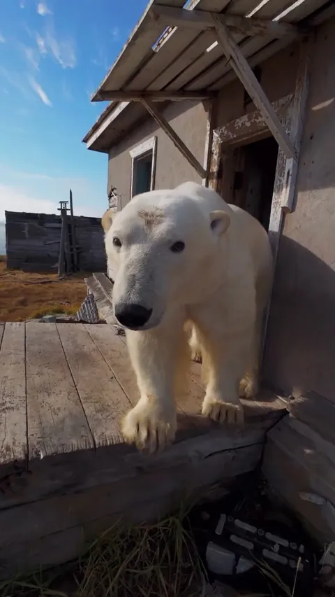 Polar bears found living together in an abandoned weather station