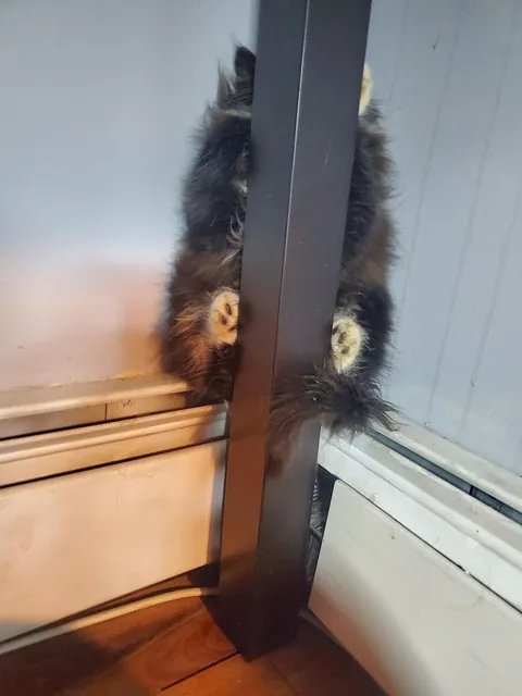 I found Chuche two years ago, when he was about 8 weeks old, on the street. When I brought him home, he spent the entire first day hiding behind a table leg. The second photo shows him one year later.