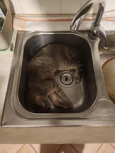 My mum's 20+yo cat is charging behaviour. Vet says she's ok