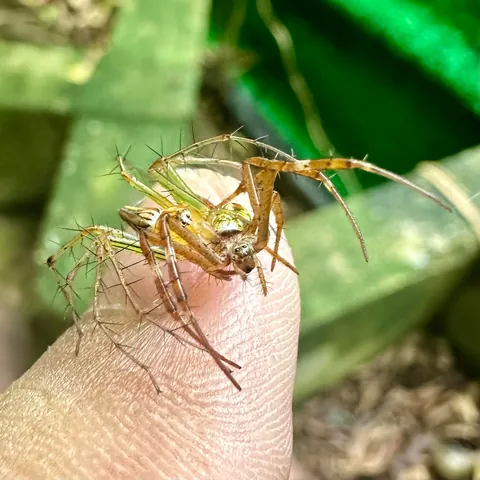 I was chilling in my garden and this couple fell onto my left arm... 