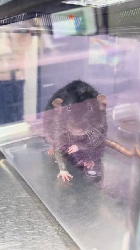 Another vet appointment and beans is PISSED