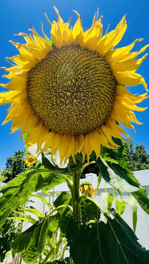 my first time ever growing sunflower… what a blessing