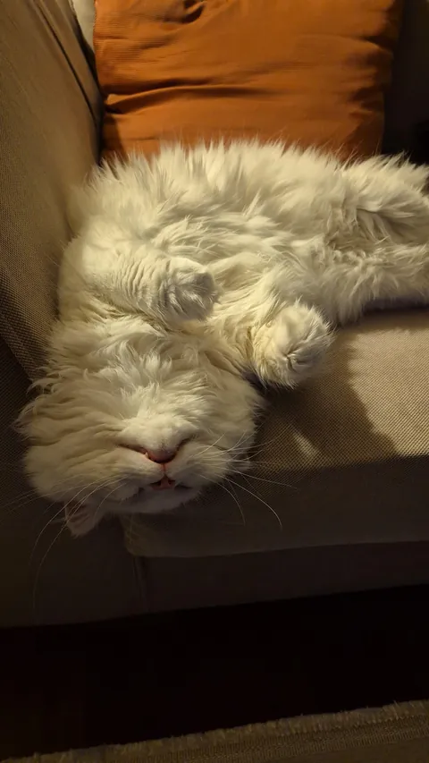 He LOVES to sleep in weird positions