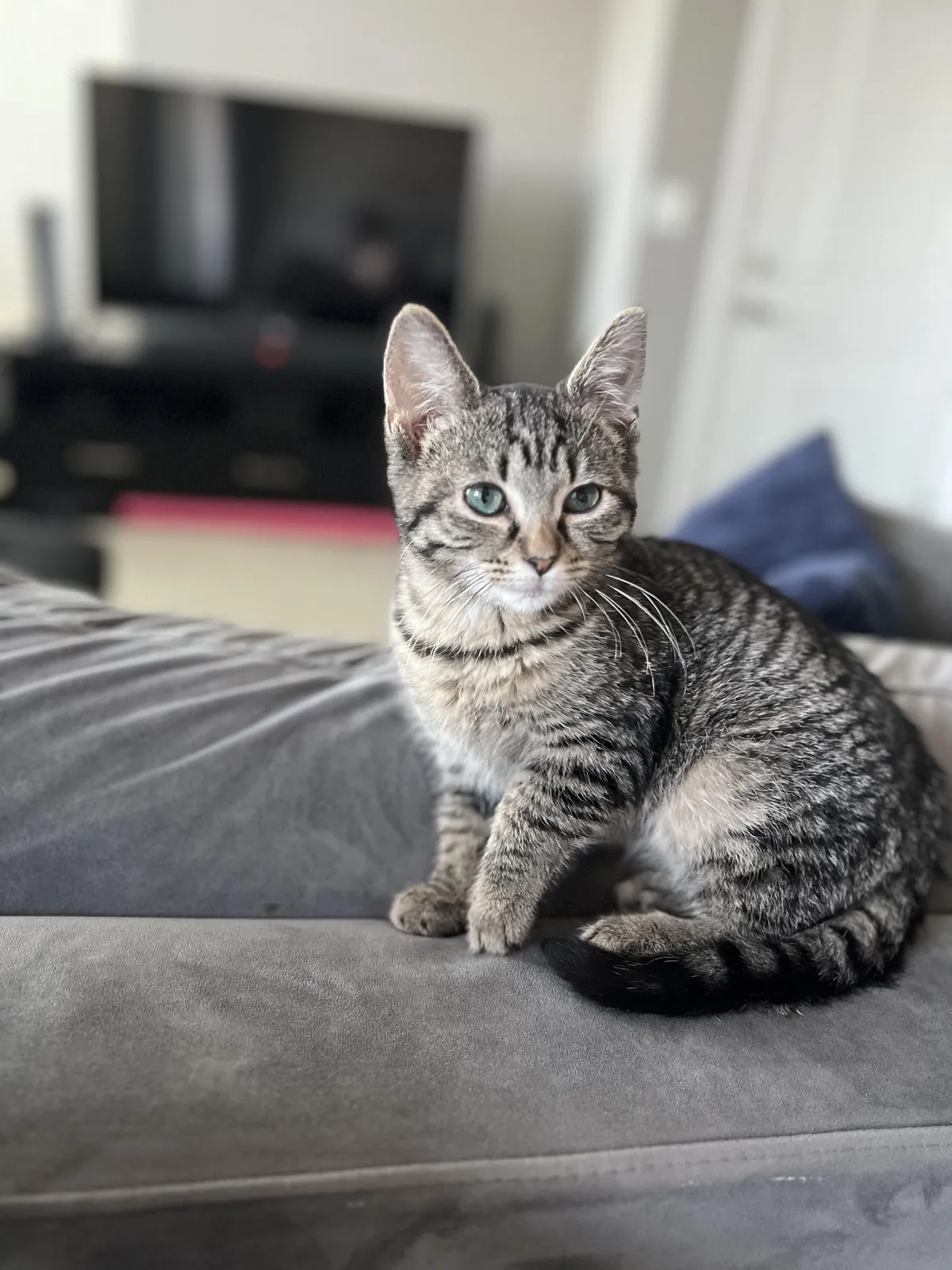 My wife and I adopted this little dude last weekend