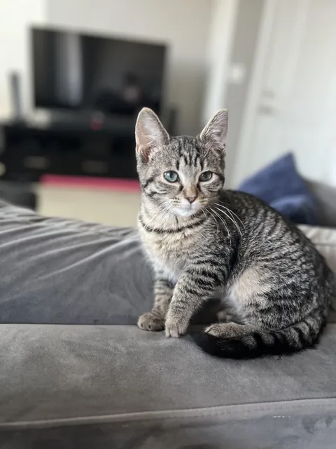 My wife and I adopted this little dude last weekend