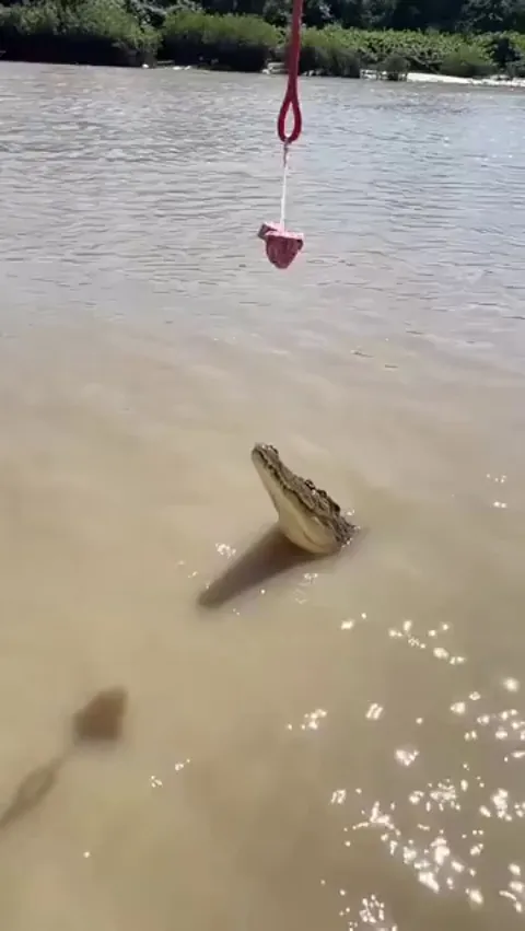 🔥 Crocodiles have extremely powerful tails 