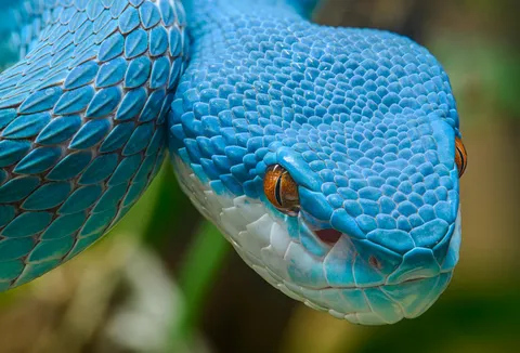 Blue form of Indonesian pit viper (Trimeresurus insularis) [OC]