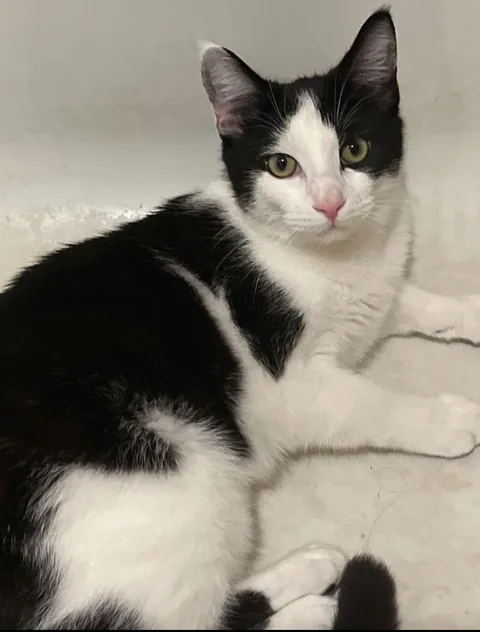 Today, I found out a cat can have a large penis