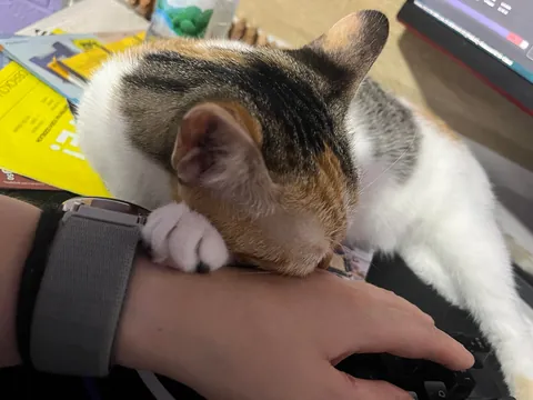I lost my soul cat at just one year old, and I don’t know how to live with this pain