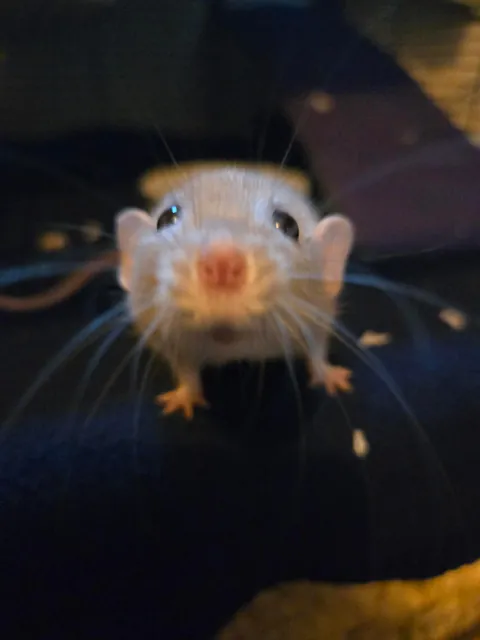 Doby is 2 years old today!!!!