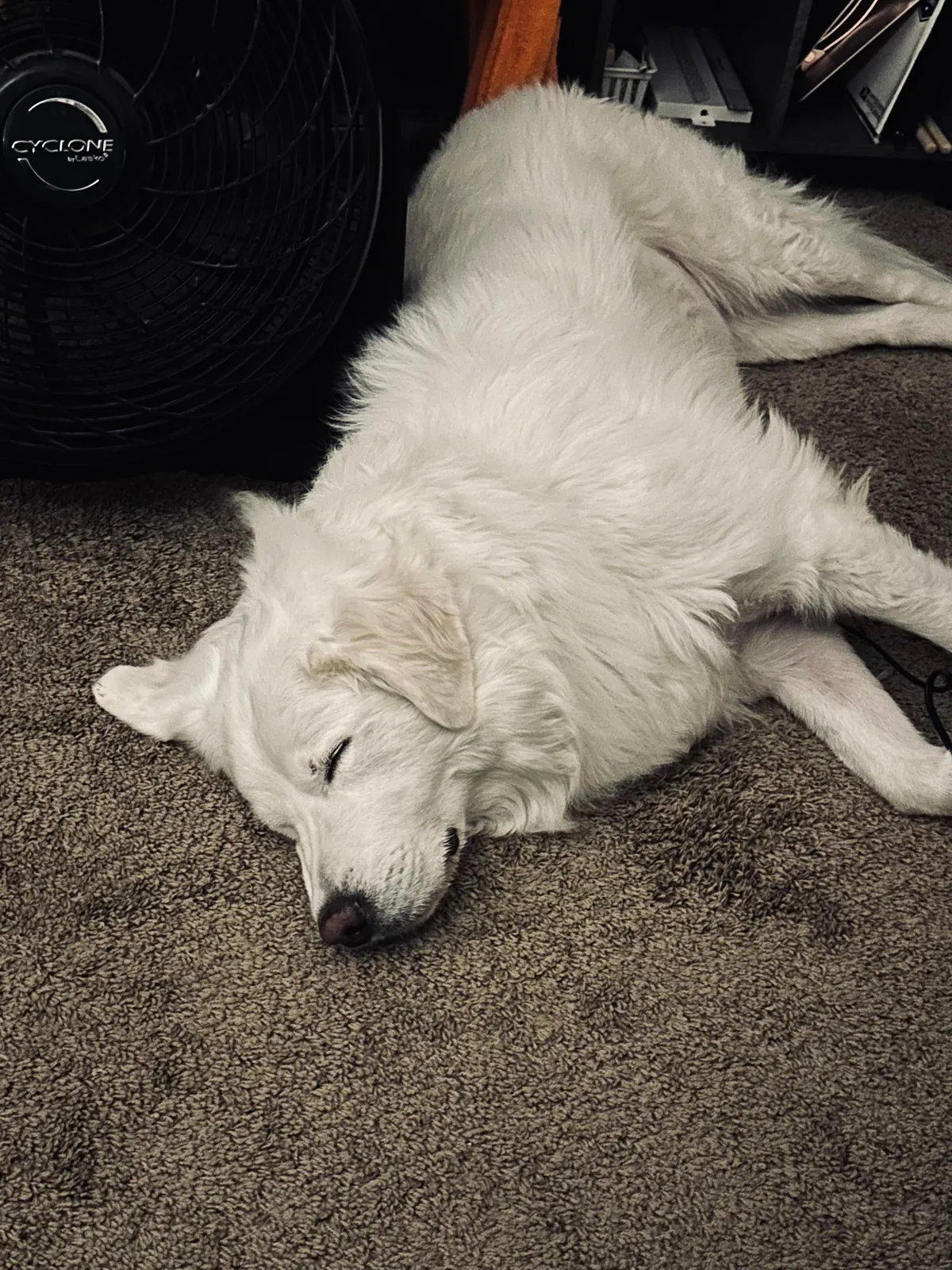 One year ago today, I adopted my sweet boy Mr. Mister!!