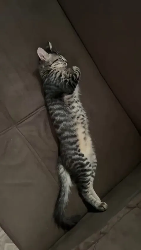 Sebastian, meu Drácula favorito LOL