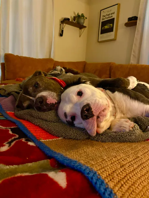 Much asked for second post of Mia, my rare furry bully mix (recessive gene that makes her furry). ❤️