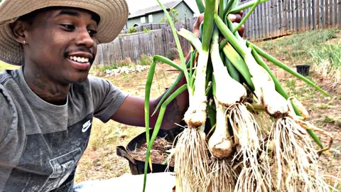 Onion Harvest From Our Compost Container