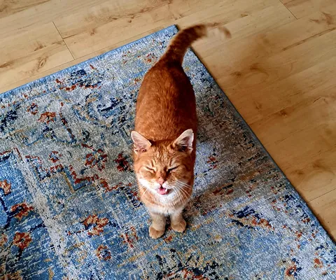 Just a screaming lad