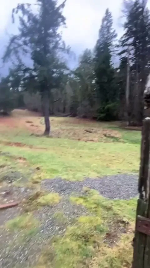 Mobbing behavior displayed by crows after spotting a predator