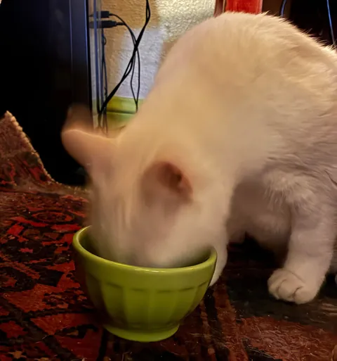 After eleven years of empty promises, Monty finally got a fish head. It was the best day of his life. Even better than the giant shrimp day.