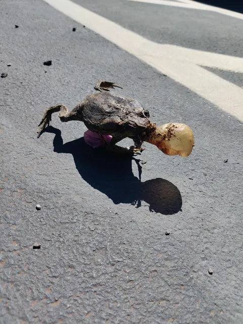 Found this in the parking lot of my condo this morning..