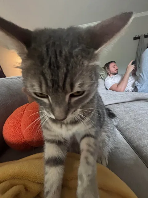 He bit my roommate so I’m posting his ugliest pics