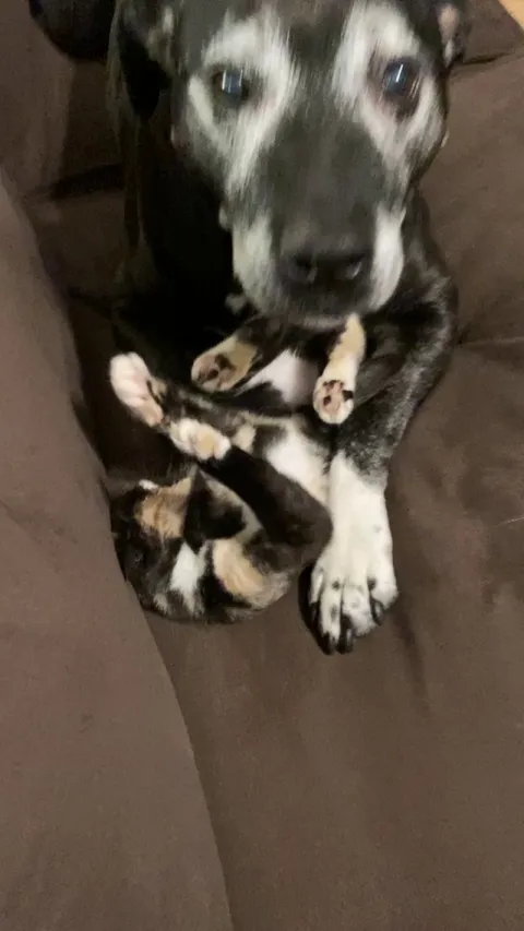 This old boy thinks we adopted the new kitten just for him.