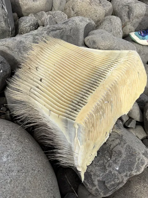 I found whale baleen on the beach