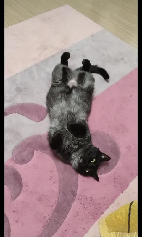 My black cat keeps getting whiter update