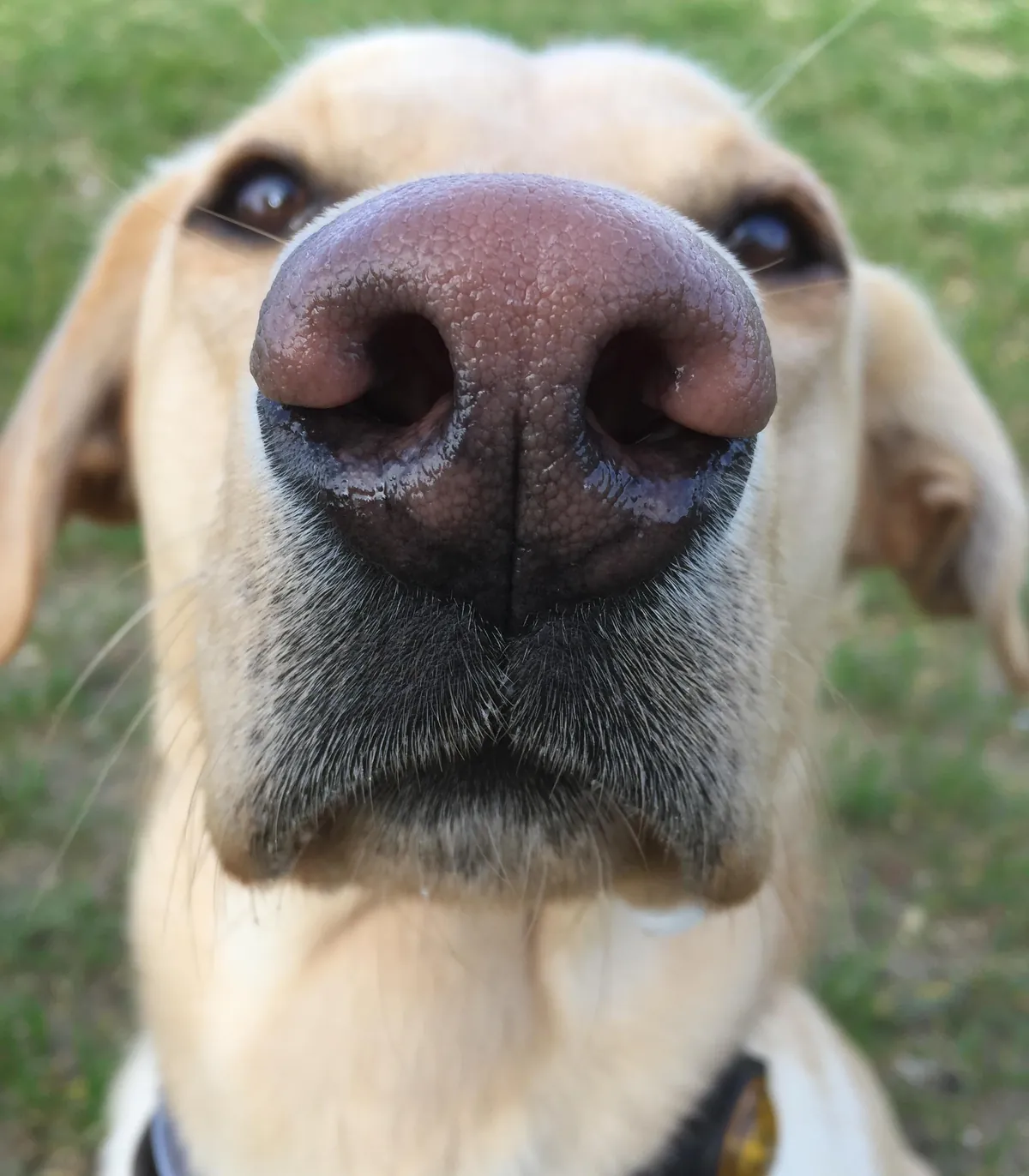 More noses of the dogs I walk