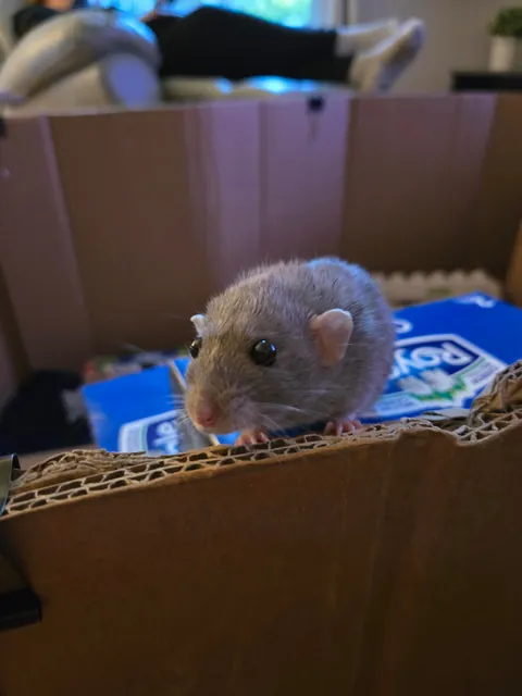 Jimily is over overweight!