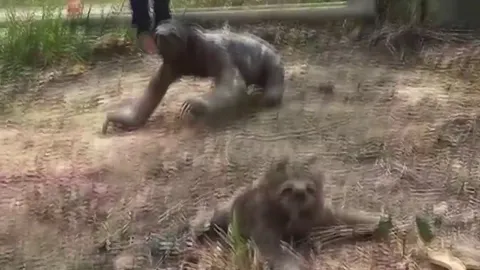 A crying baby sloth was reunited with its mother after evacuation from a Bolivia wildfire