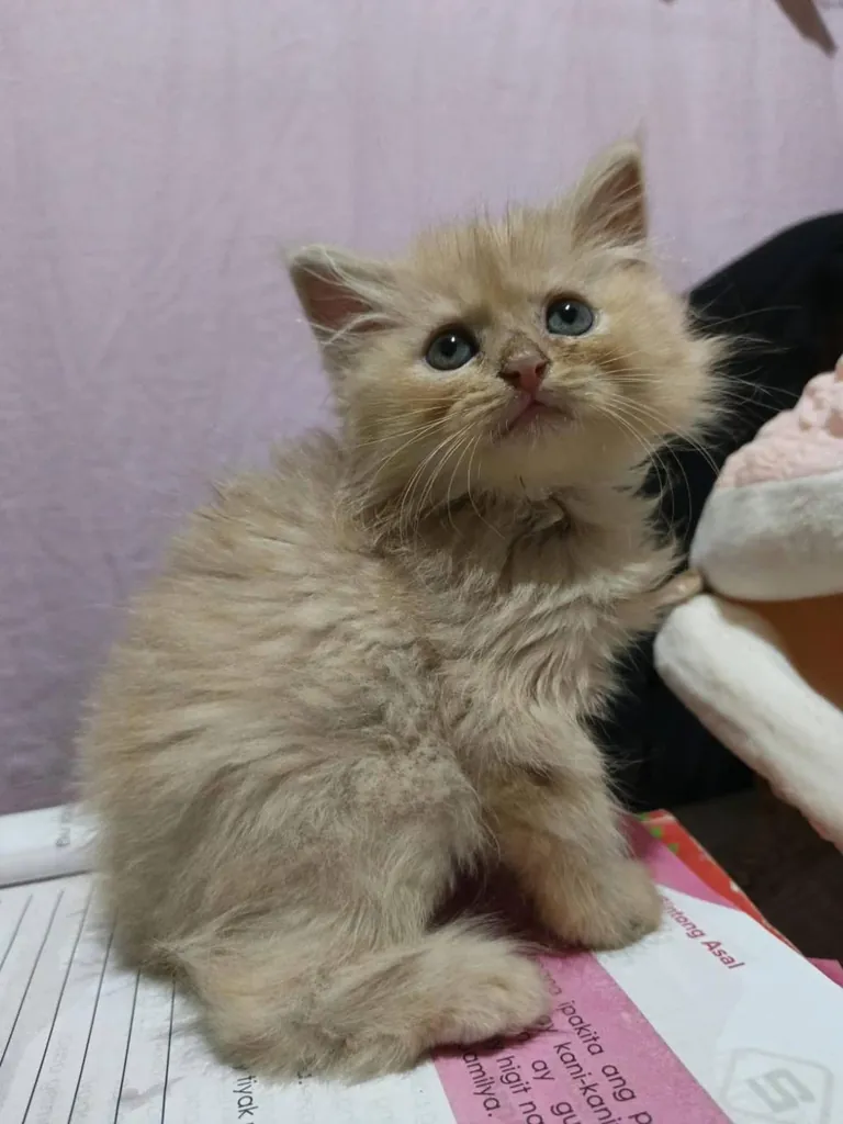 The last food you ate is what I’m calling him.