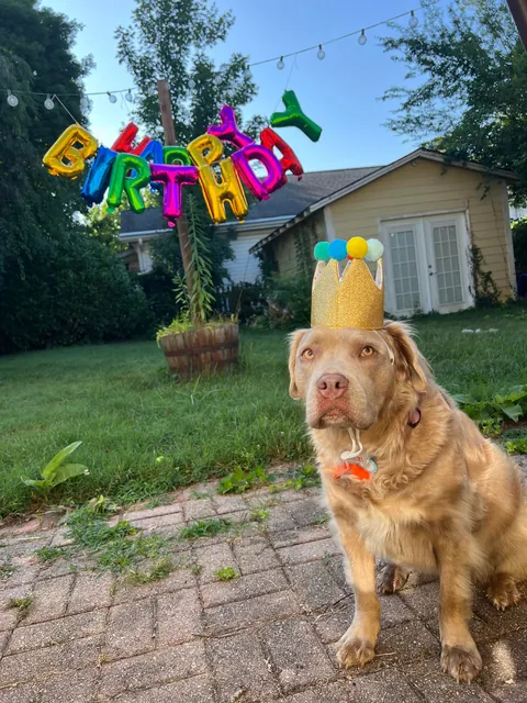 My (Literally) Rare Fluffy Pittie
