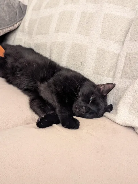 Aggressive cat has suddenly stopped attacking, become really affectionate, why? 😂