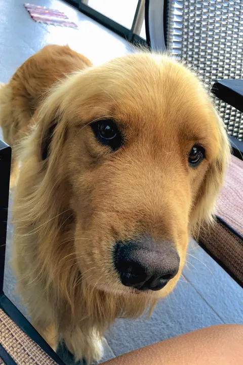 I promise I'll behave 🐾😇