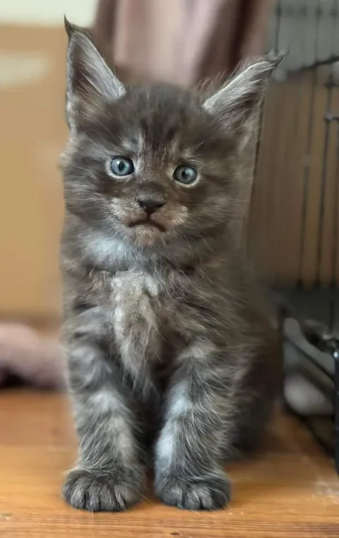 Théoden from 2 to 16 weeks old