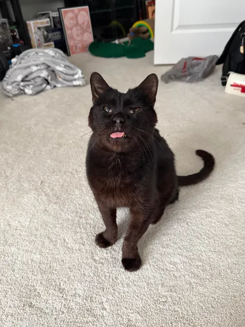 This is Sir Loin, my 16 year old cat. He looks like a blob but very much a distinguished gentleman