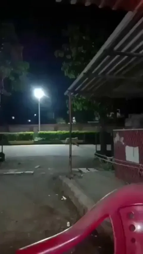 Cats roaming the street at night in India