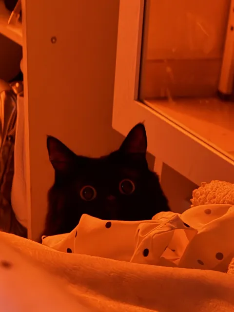 gf took the funniest pic of our cat