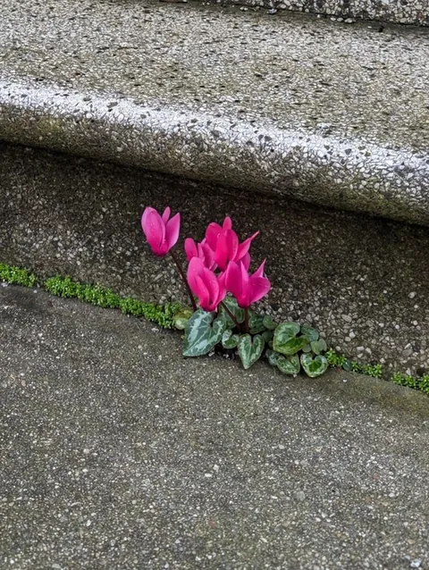 Unexpected cyclamen persicum