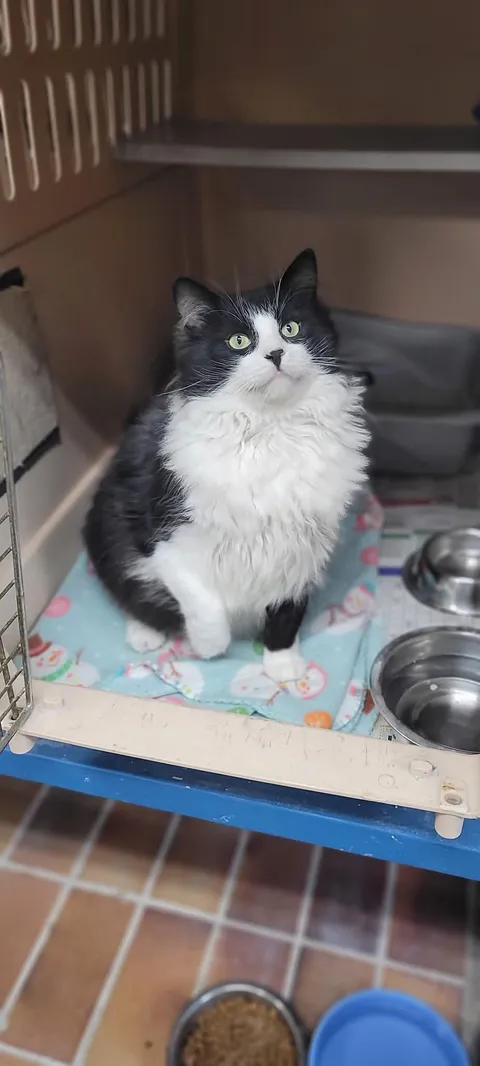 This is Charlie from our shelter. He doesn’t know it yet but he’s leaving us today for his new home with Peanut and Robert. Yes a person is adopting 3 of our cats ❤️❤️❤️