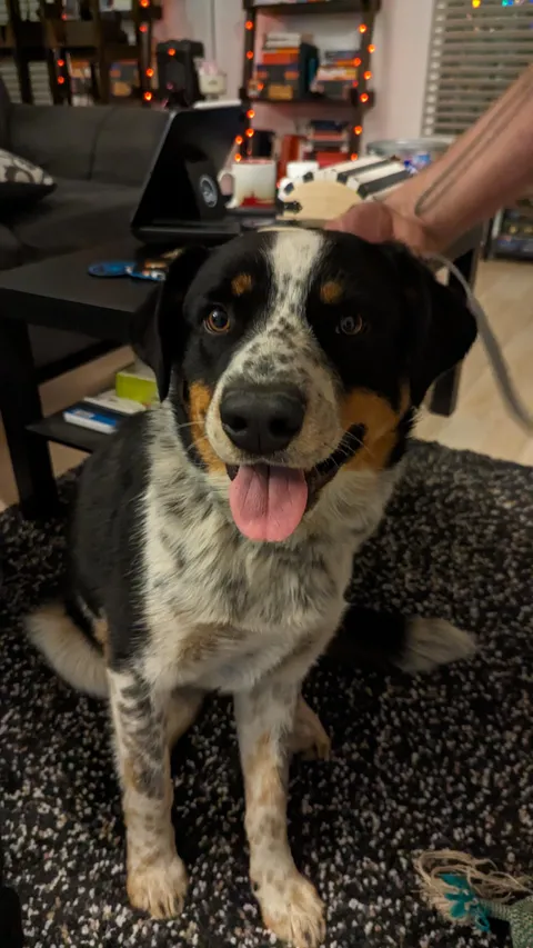 We just adopted this sweet boy from my boyfriend's parents. He wasn't doing great around their horses, so we took him ❤️