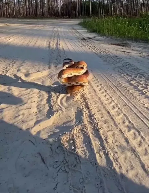 🔥 strike pose of this snake