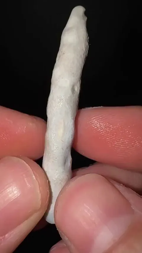 Inside An Old Piece Of Coral