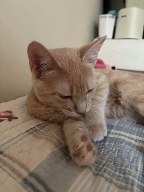 Is my cat a cream color or orange