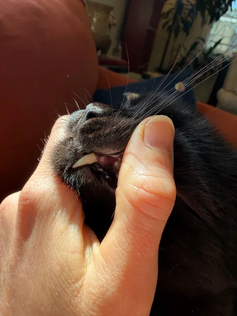 Cats teeth pushing out/getting longer?