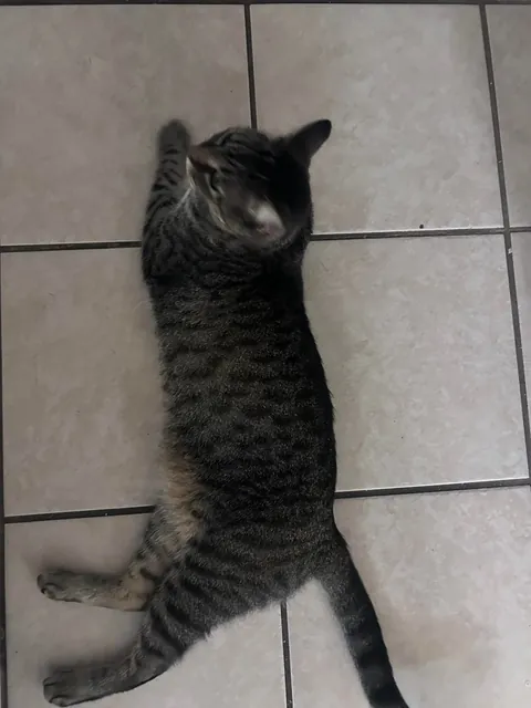 Moved into our new apartment and this cat shows up on our balcony and walks right in.