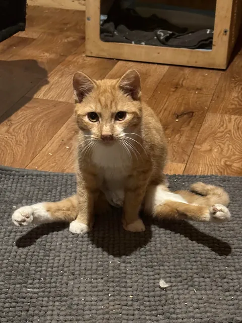 I volunteer at a cat hospice and it’s a place full of love