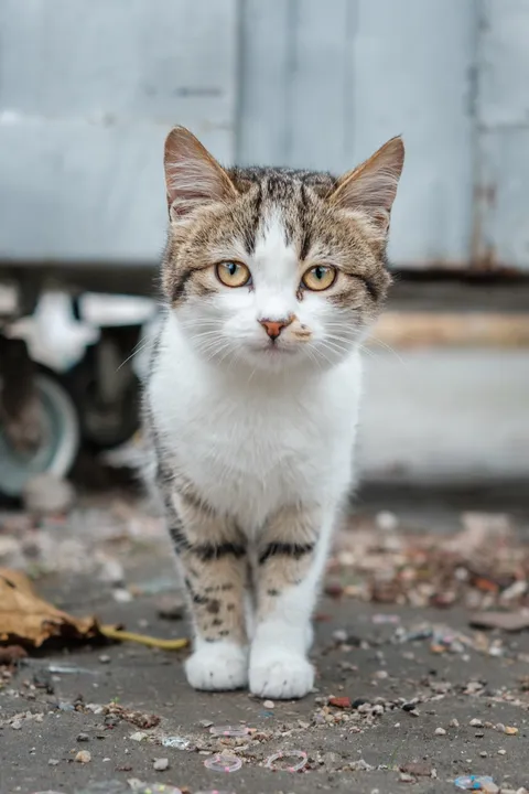 A Turkish street kitten I came across recently