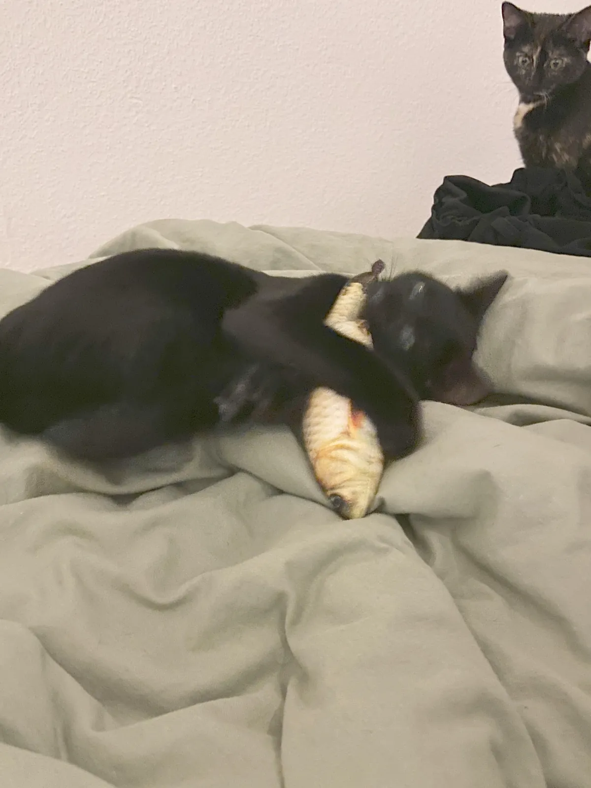 I can’t leave UNOPENED Churus lying around anymore