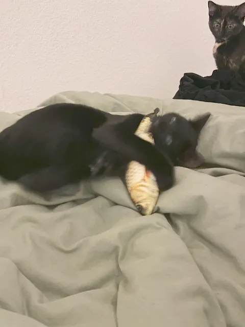 I can’t leave UNOPENED Churus lying around anymore